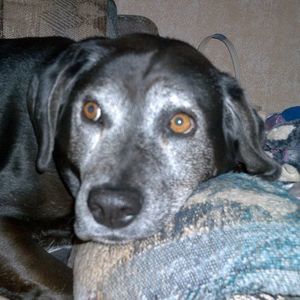 Meet your Posher, Greg